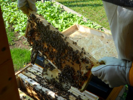 Super Bruttätigkeit der neuen Königin im Ableger